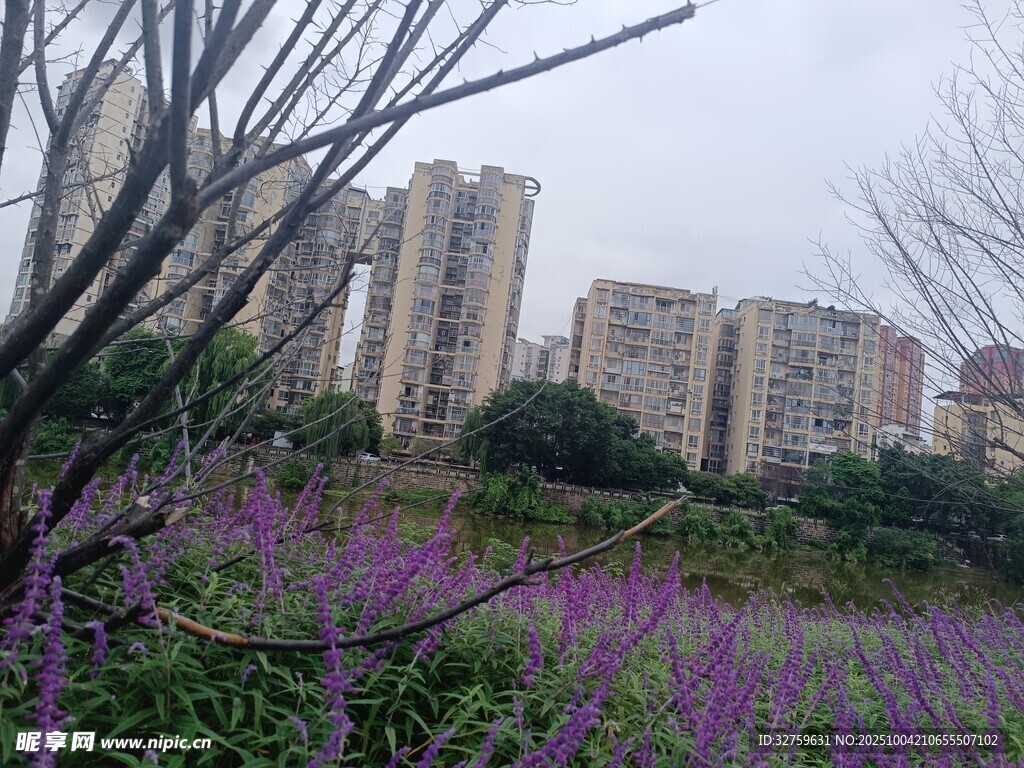 城市中绽放的紫色花丛