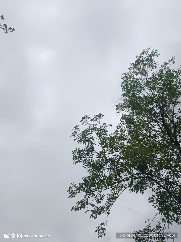 天空下的绿树