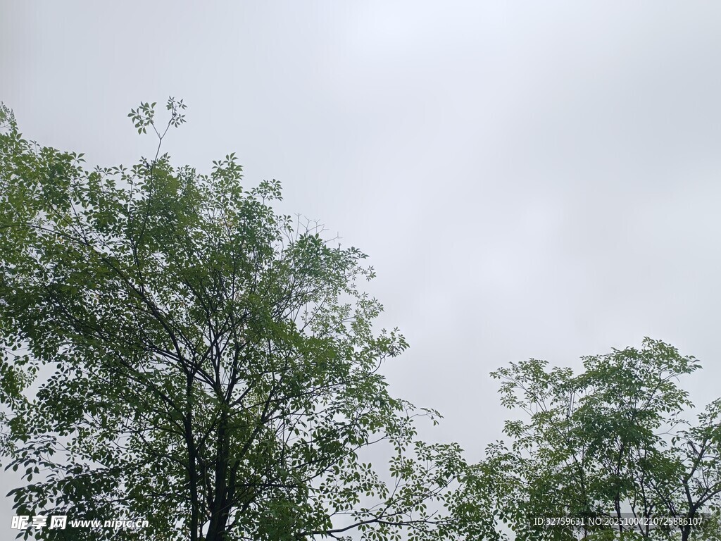 阴天中的繁茂绿树