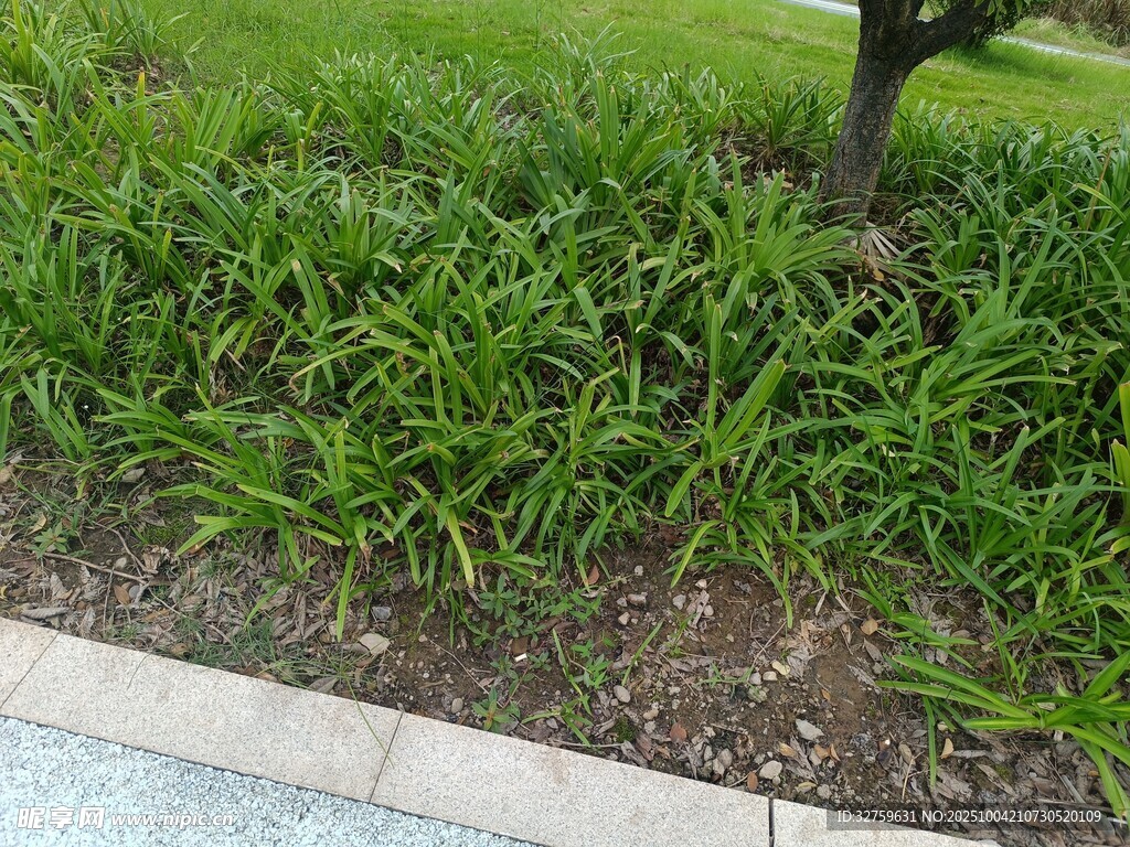 路边翠绿的丛生植物