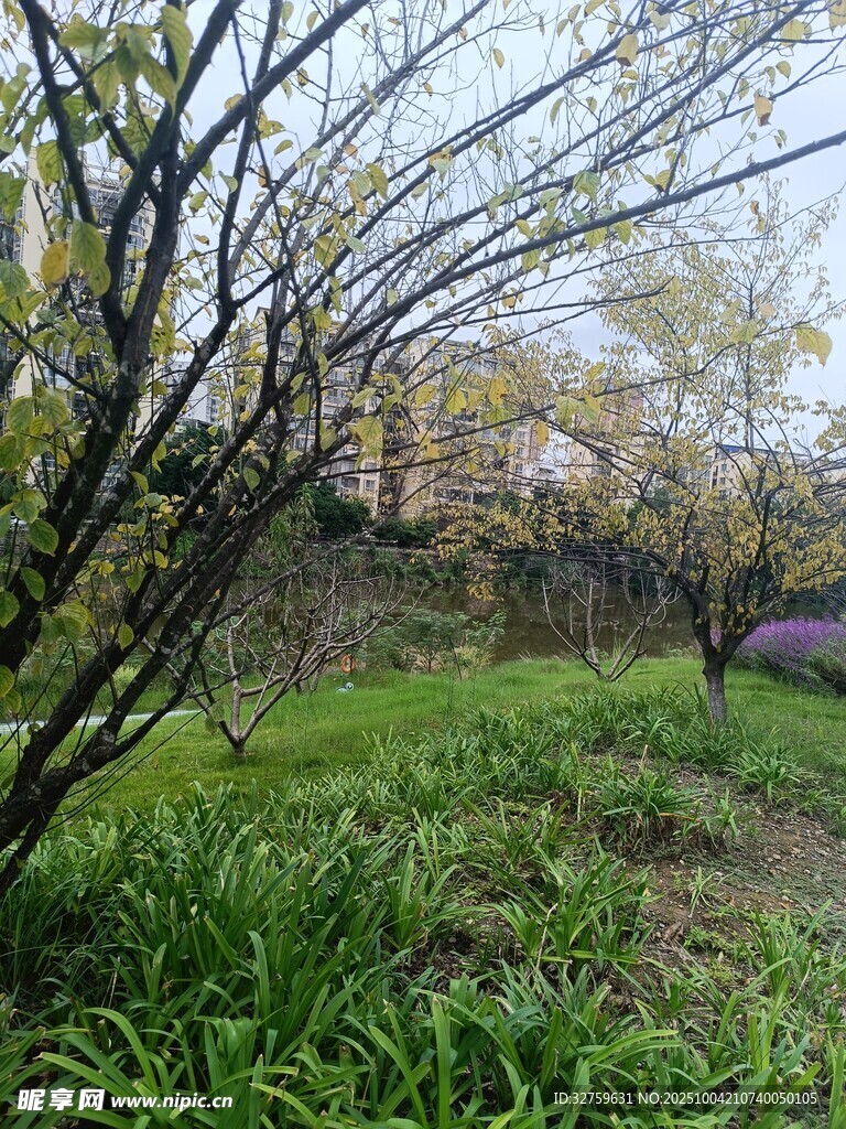 春日林下草地景观