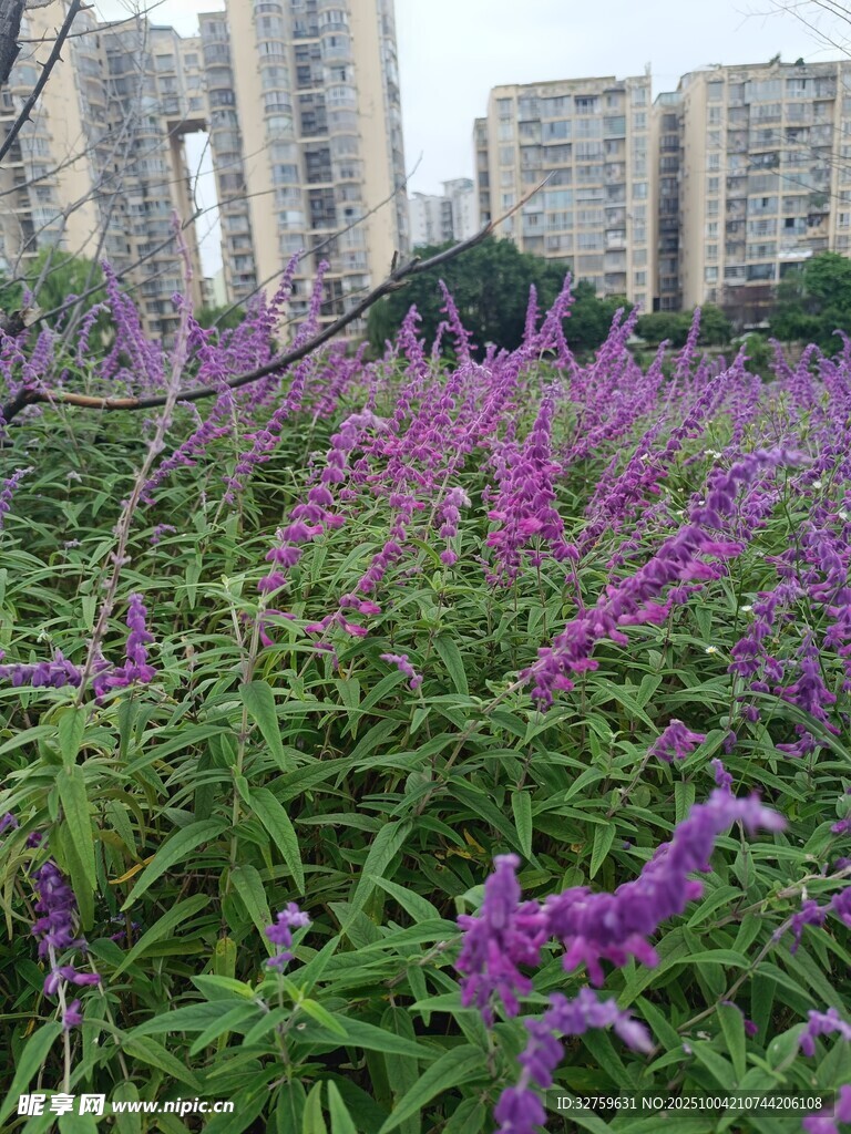 城市中绽放的紫色花卉
