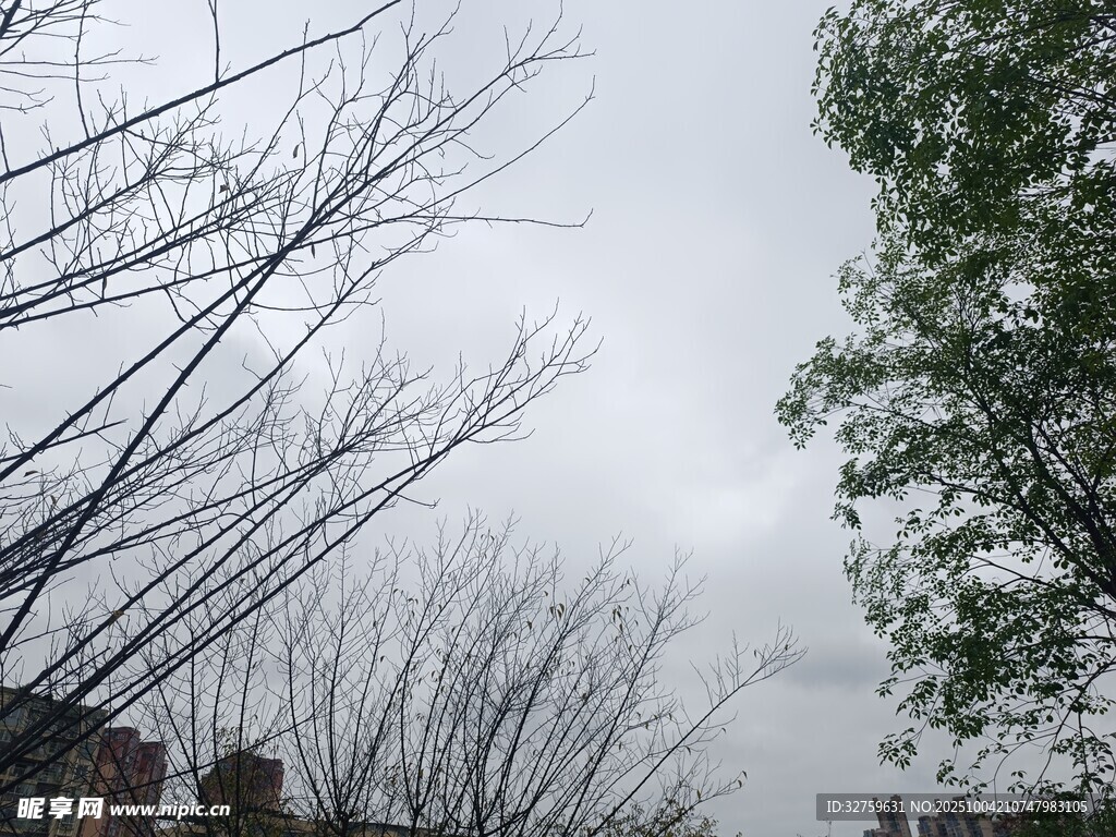 冬日枯树与葱郁树木对比
