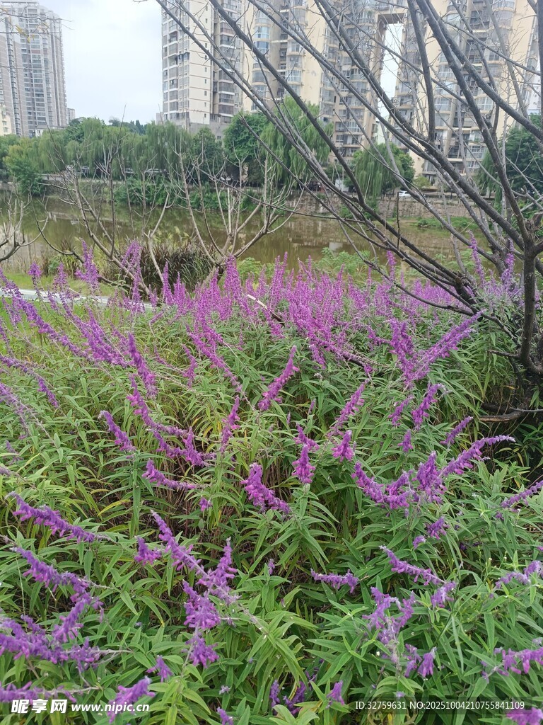 城市中绽放的紫色花卉景观