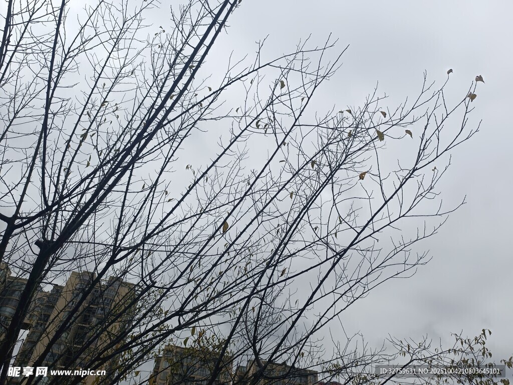 冬日枯树枝干景象