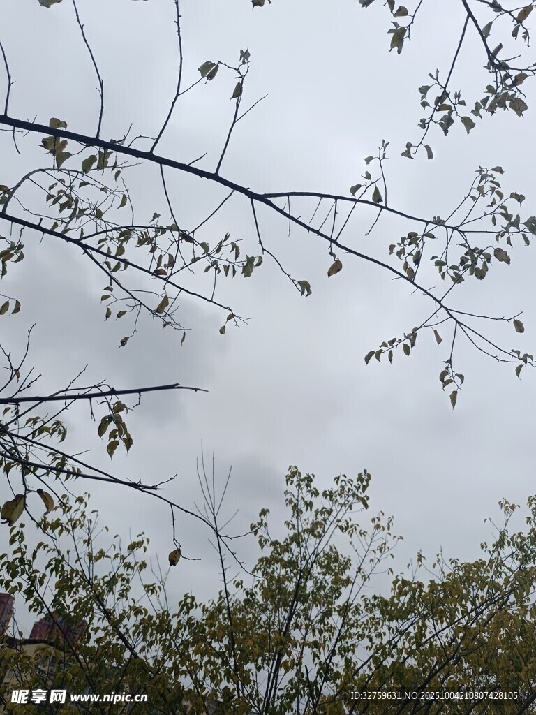 仰视树枝与天空景象