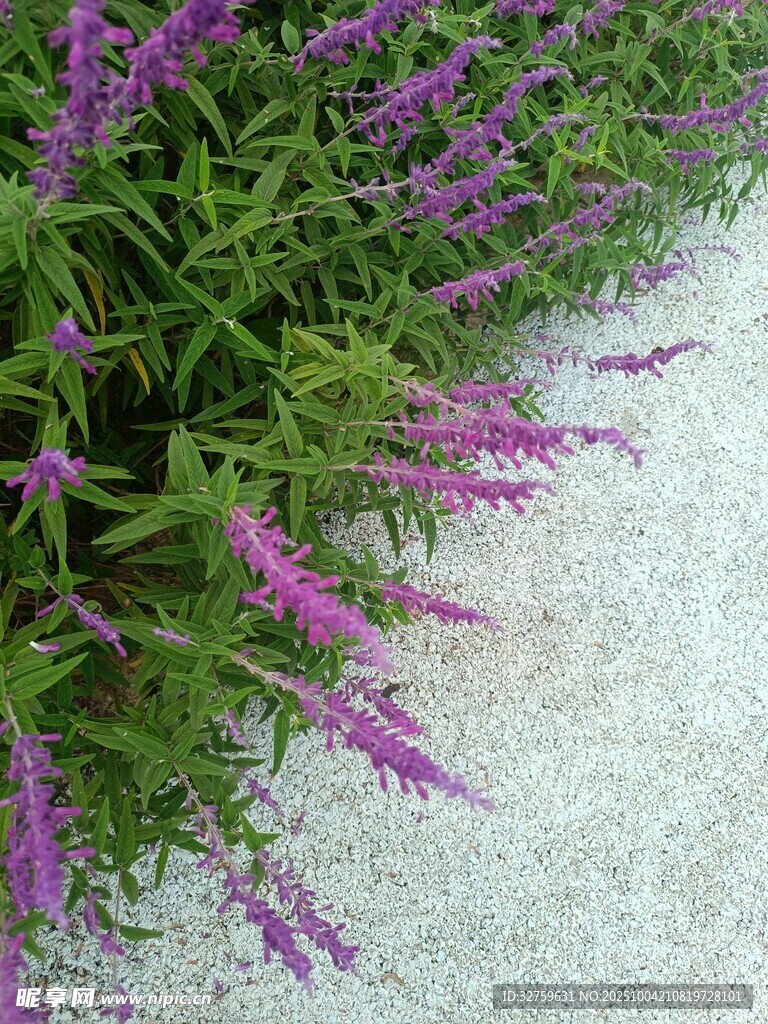 紫色穗状花卉景观