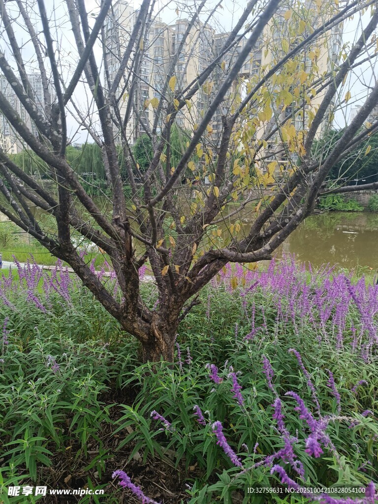 繁花绿树间的自然景致