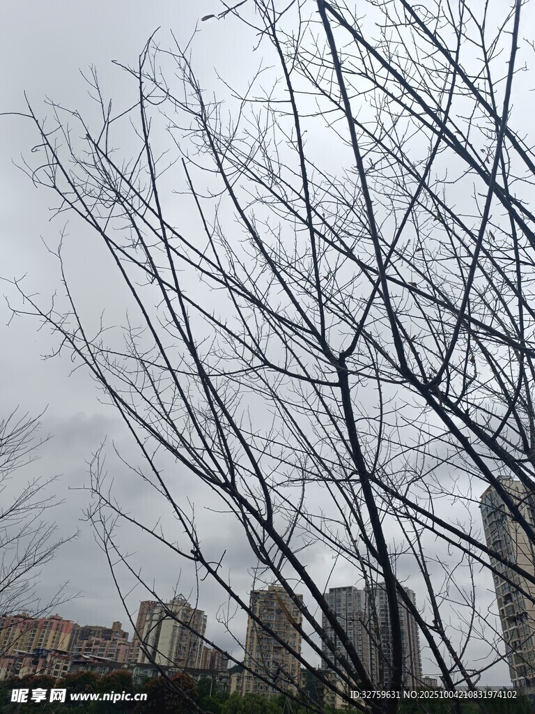 冬日无叶树枝与远处建筑