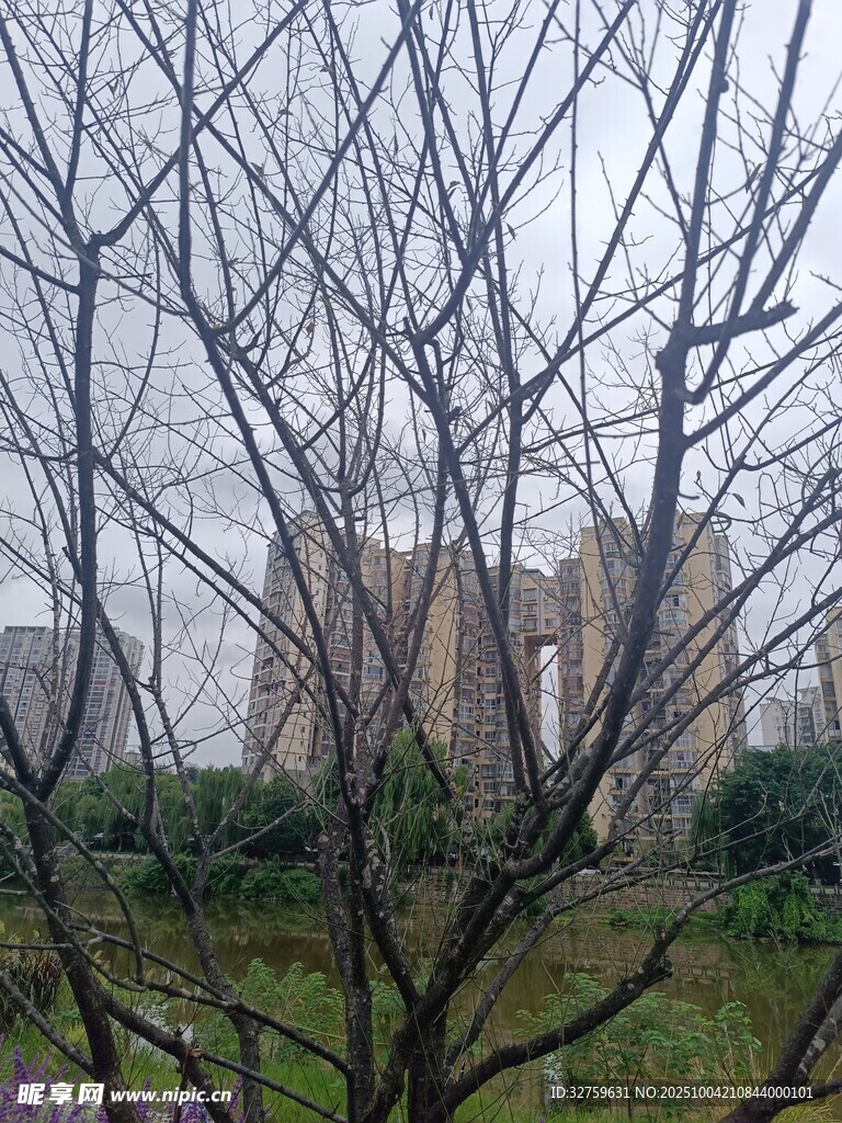 冬日枯树与远处建筑景观