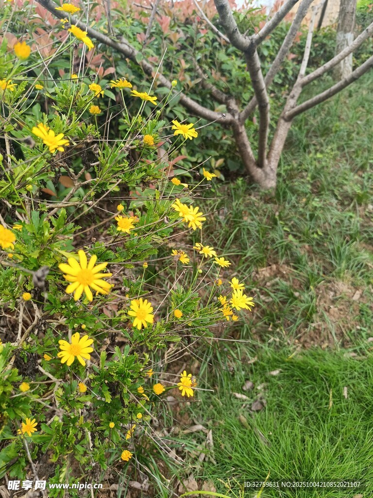 野外绽放的黄色小花