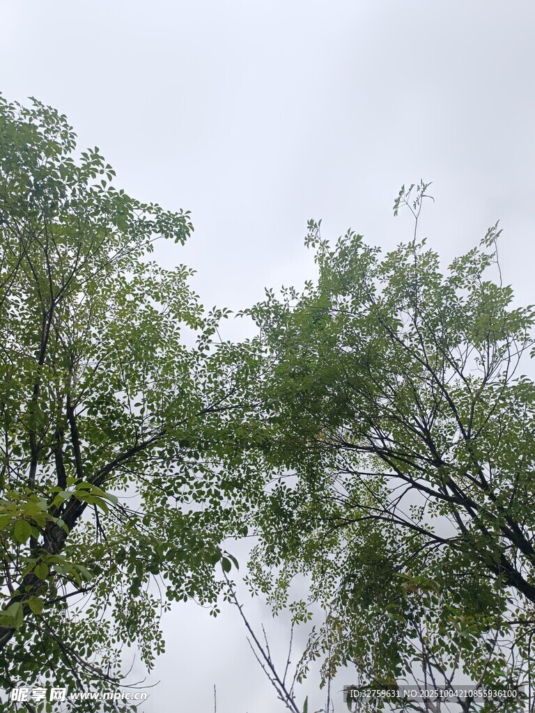 仰视绿树与天空景象