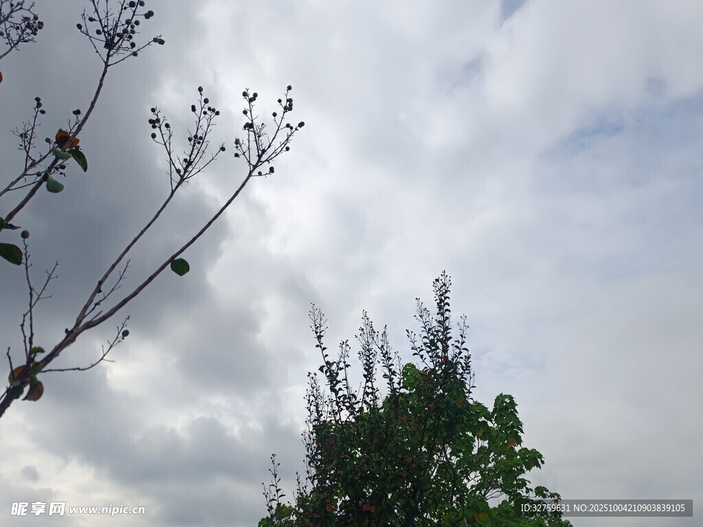 天空下的绿植与枝丫