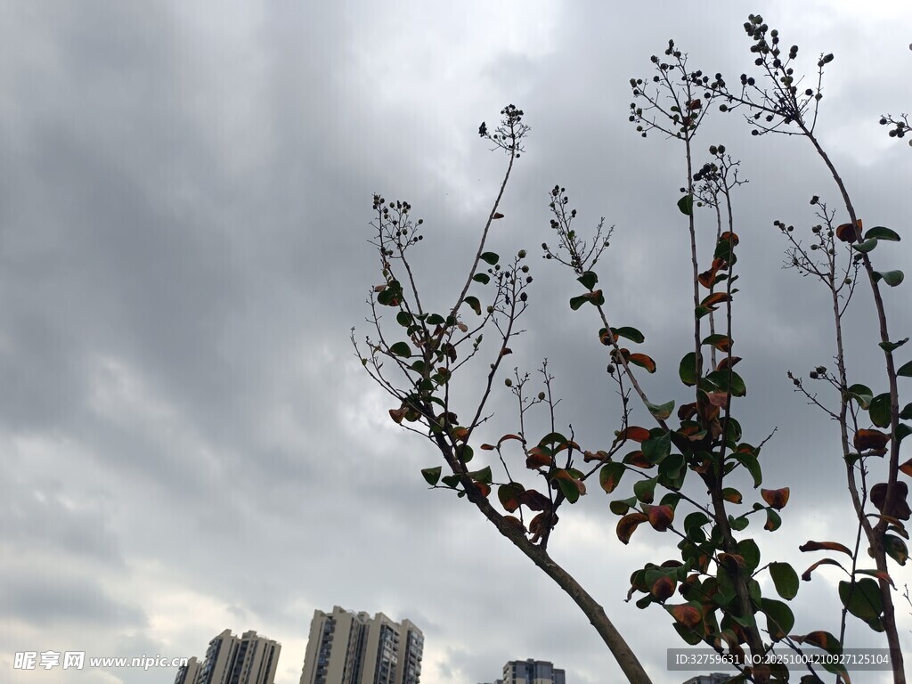 城市天际线旁的萧瑟树枝