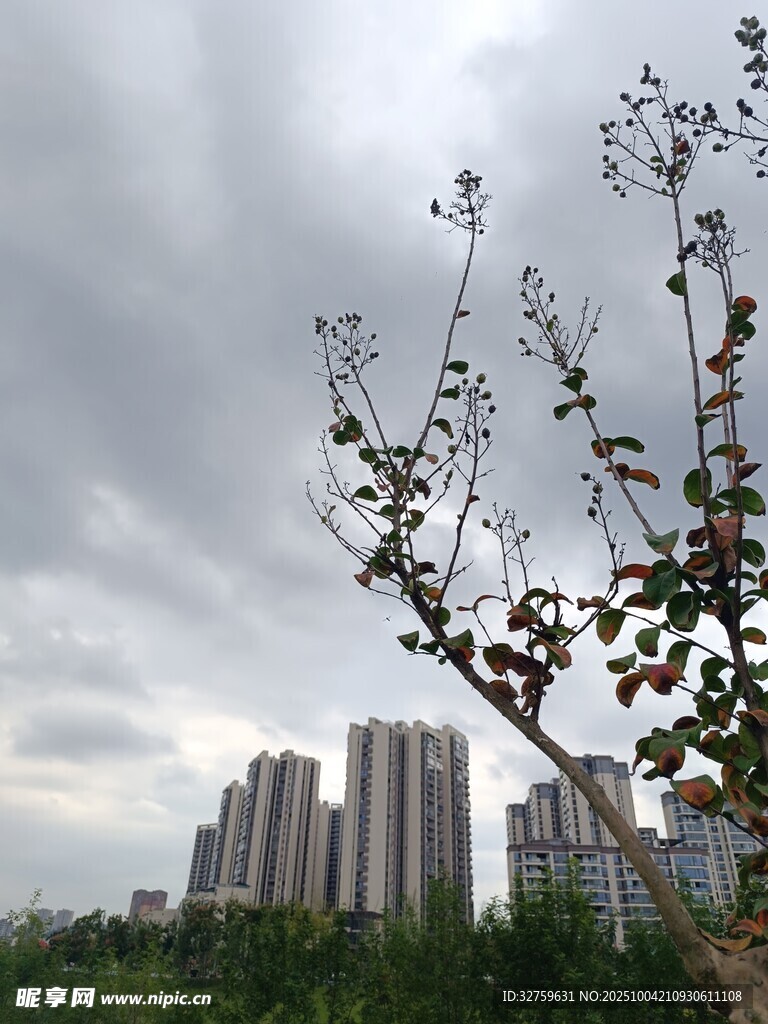 城市边的孤树与高楼