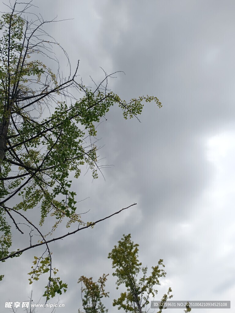 阴天树枝 
