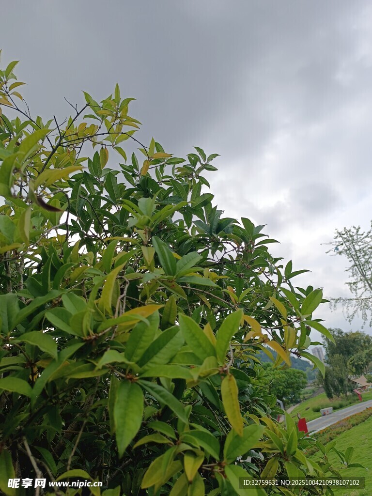 阴天里的繁茂绿植
