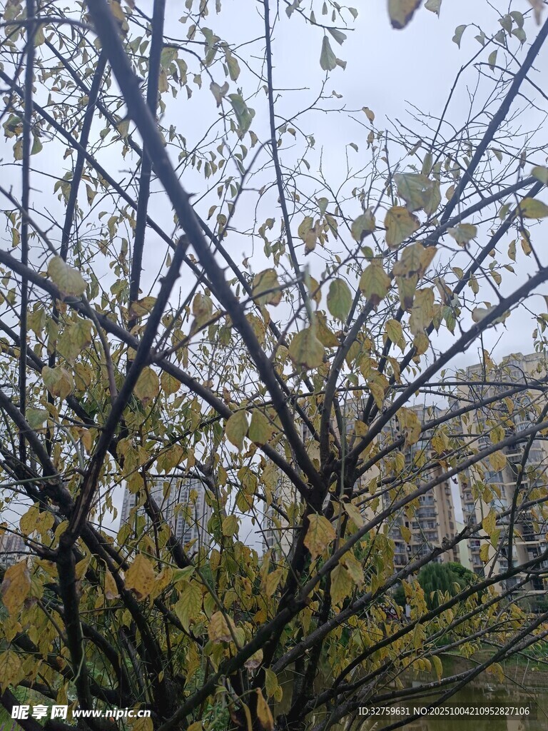 秋日枝干与稀疏黄叶景象