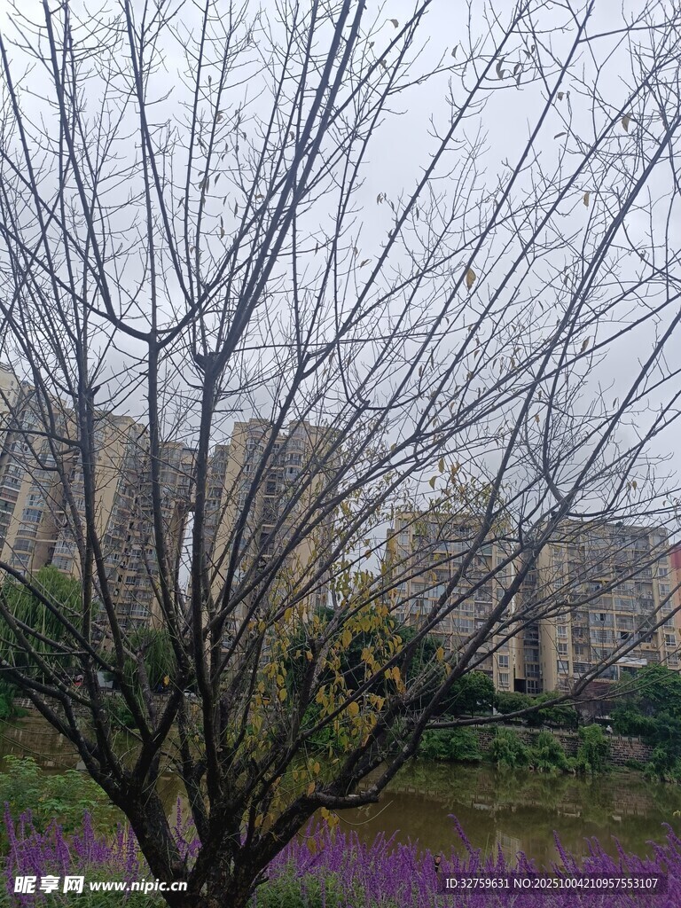 枯树旁的紫色花丛