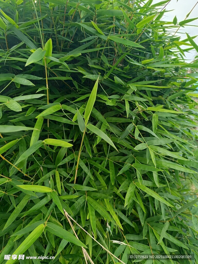 翠绿竹林