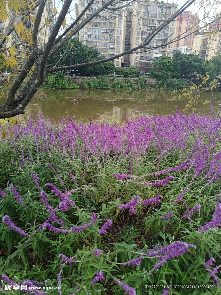 城市河畔的紫色花卉景观