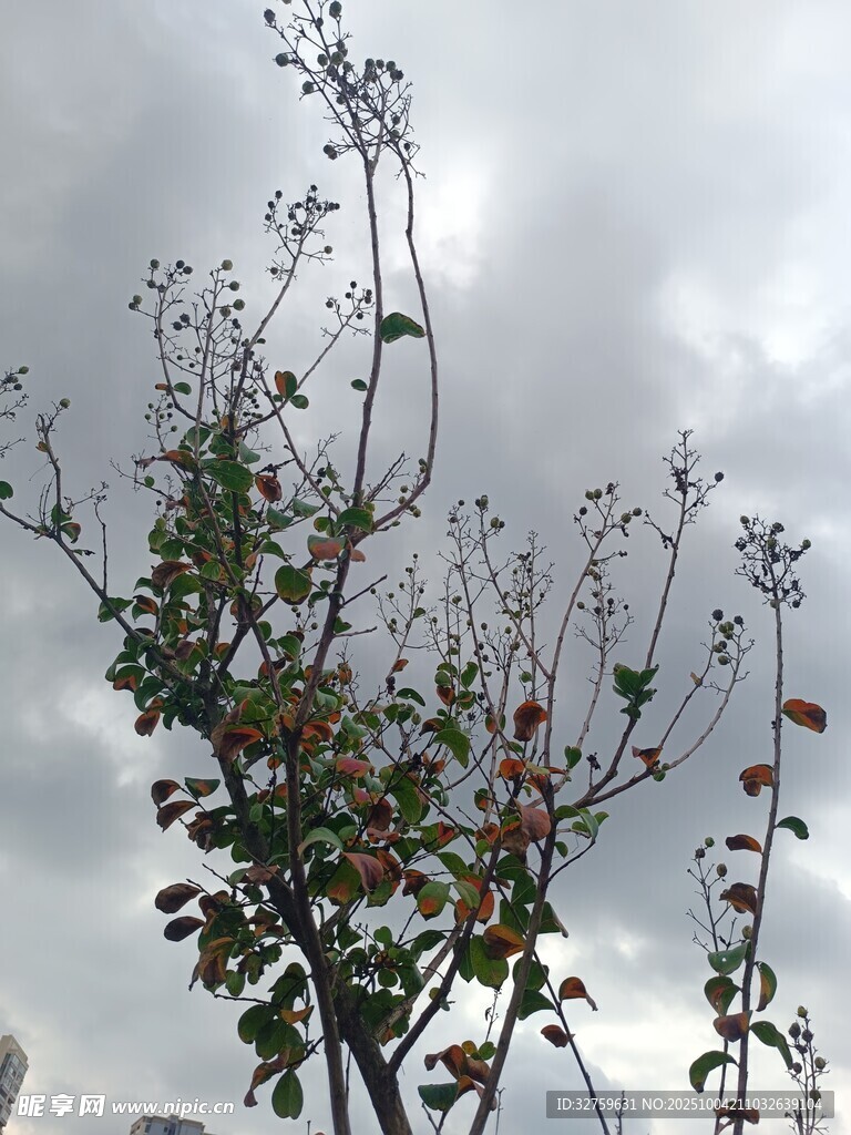 秋日枝头果实与阴沉天空