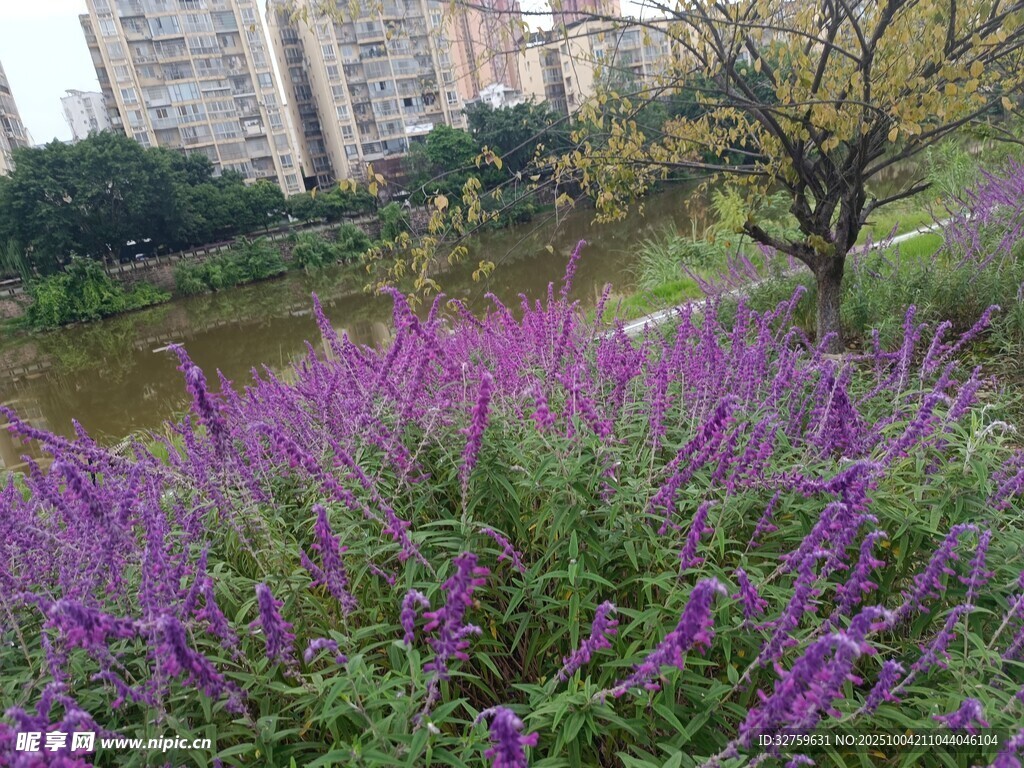 城市中绽放的紫色花卉景观