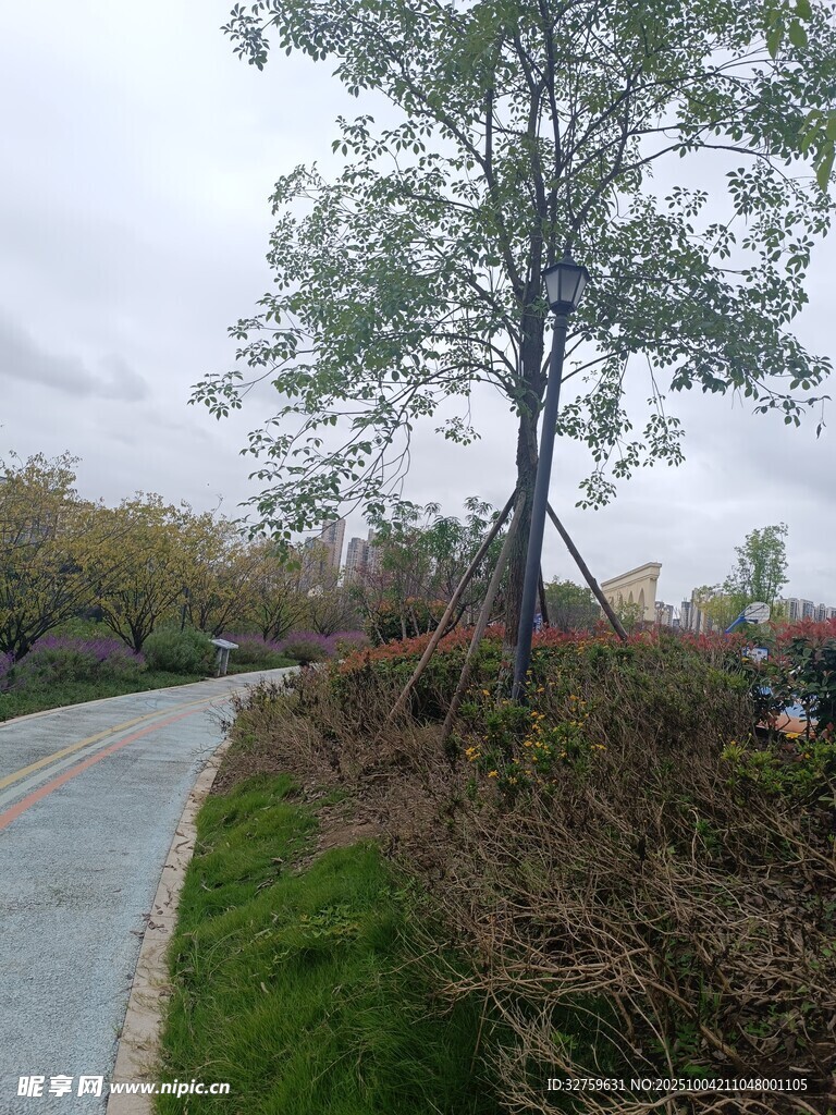 公园中的小径与树木景观