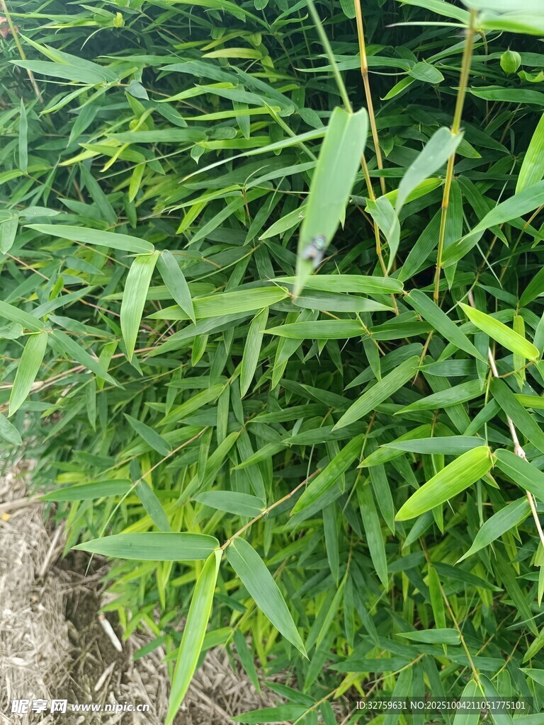 翠绿茂盛的丛生竹子