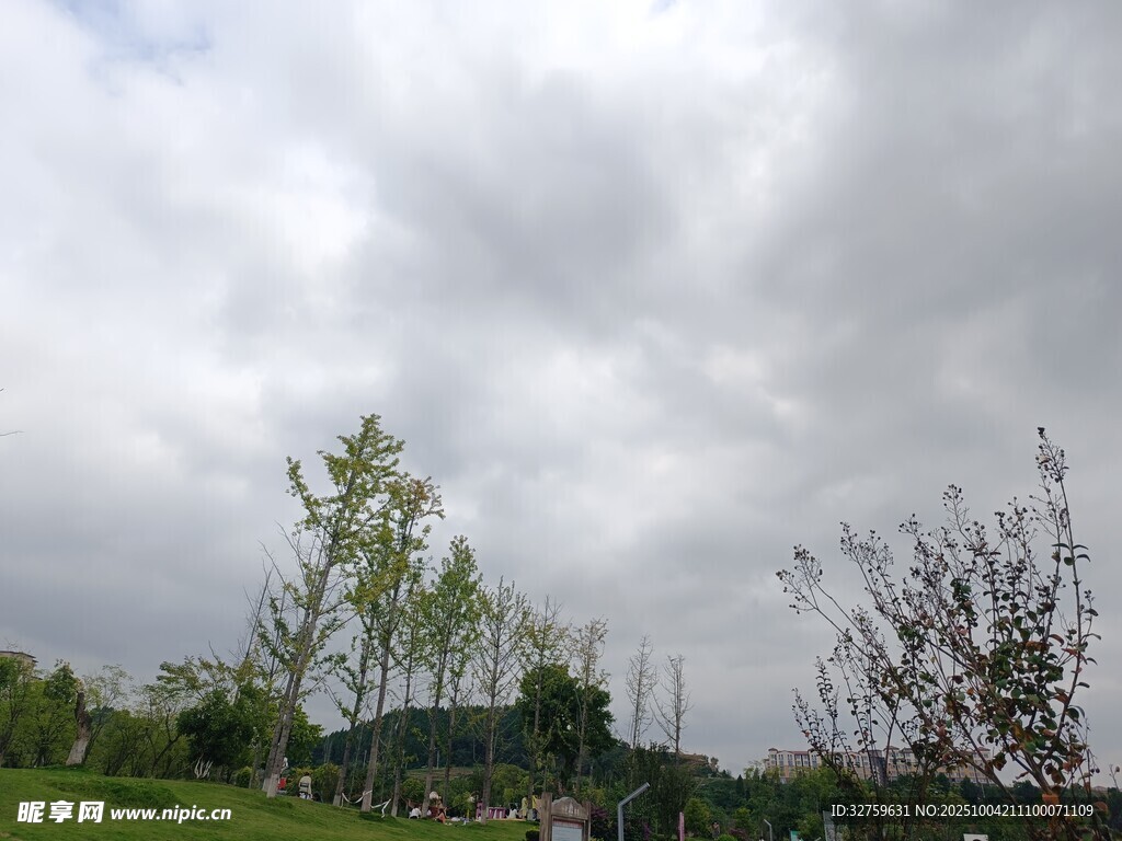 阴天公园绿树景观