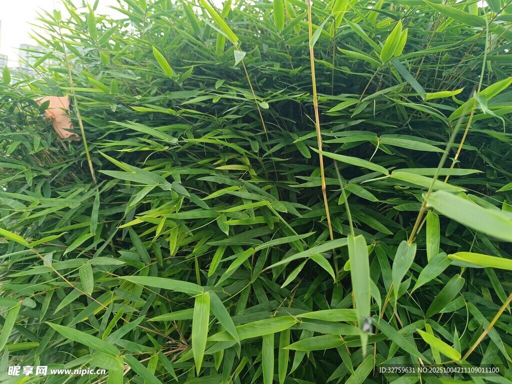 翠绿竹林