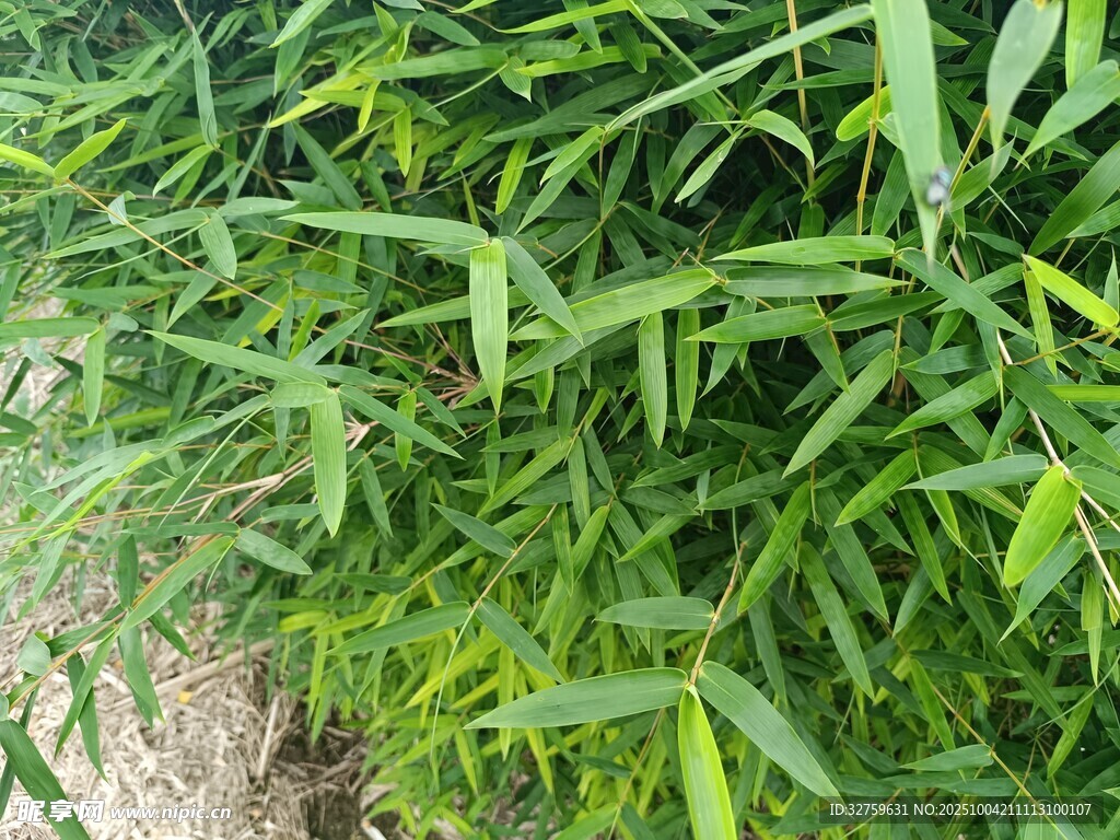 翠绿茂盛的丛生青草