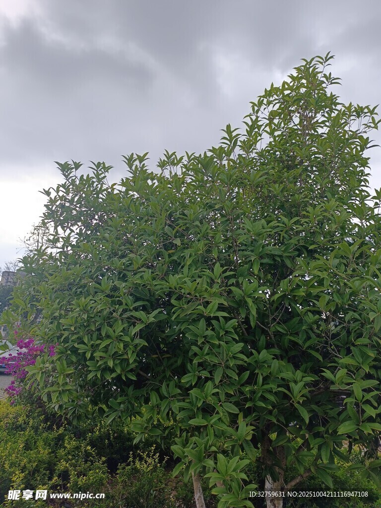 绿树成荫的户外景致