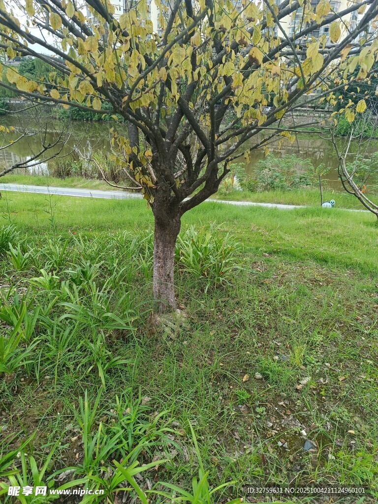 草地中的独树