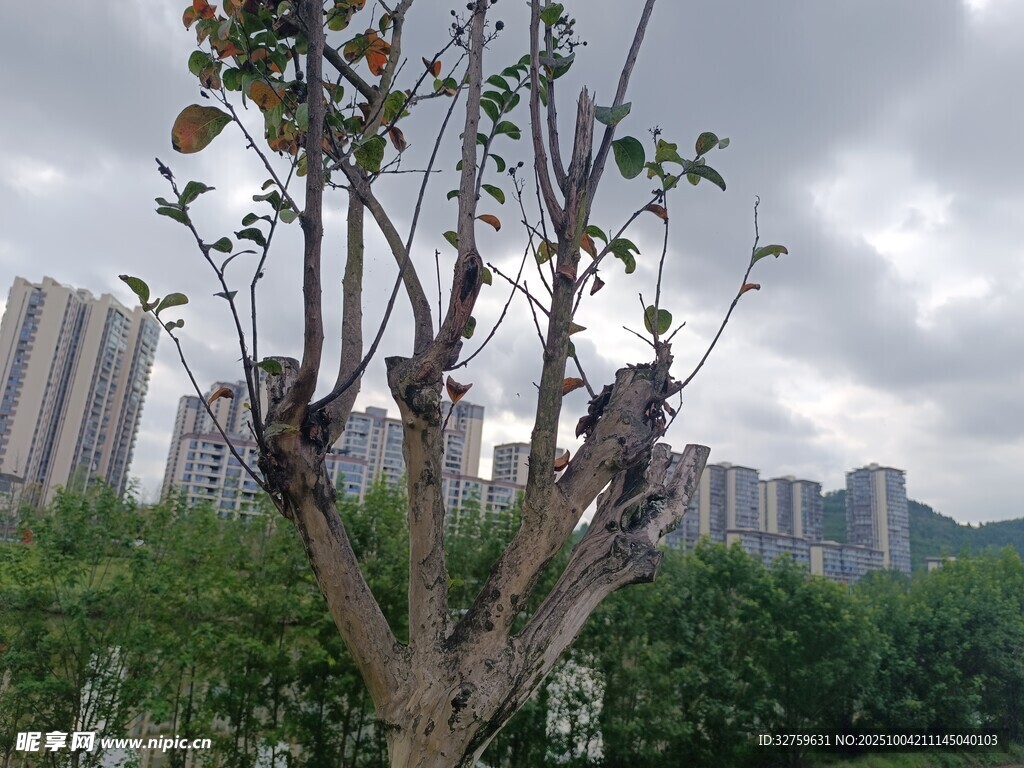 城市中光秃树木与绿植景观