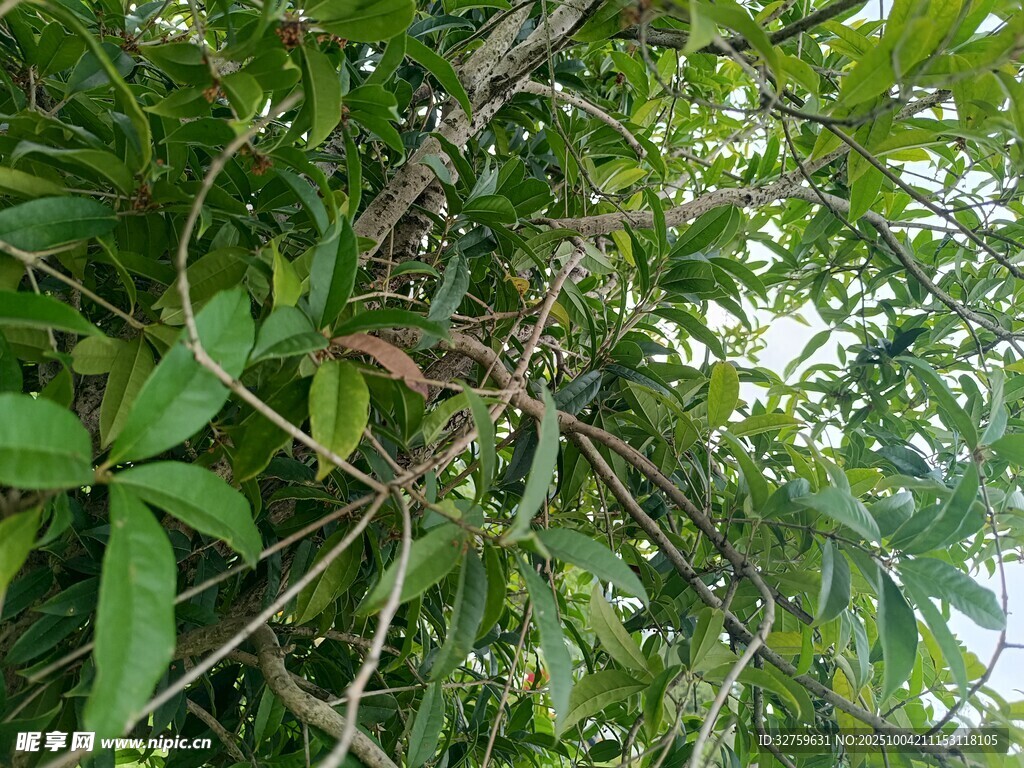 繁茂绿植中的细长藤蔓