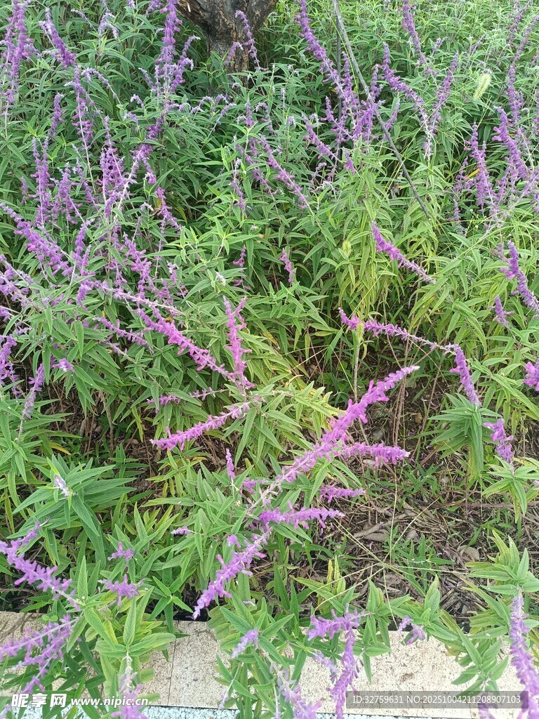 紫色穗状植物