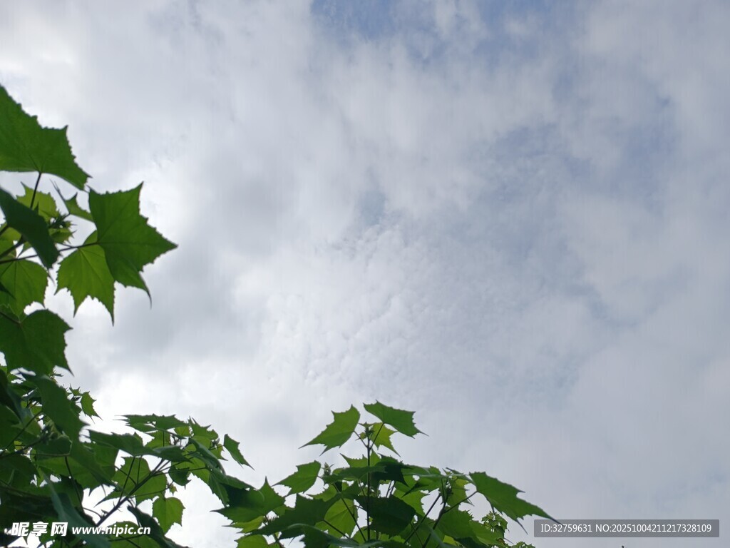 绿叶衬下的天空美景