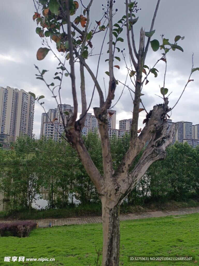 城市中光秃的树木景观
