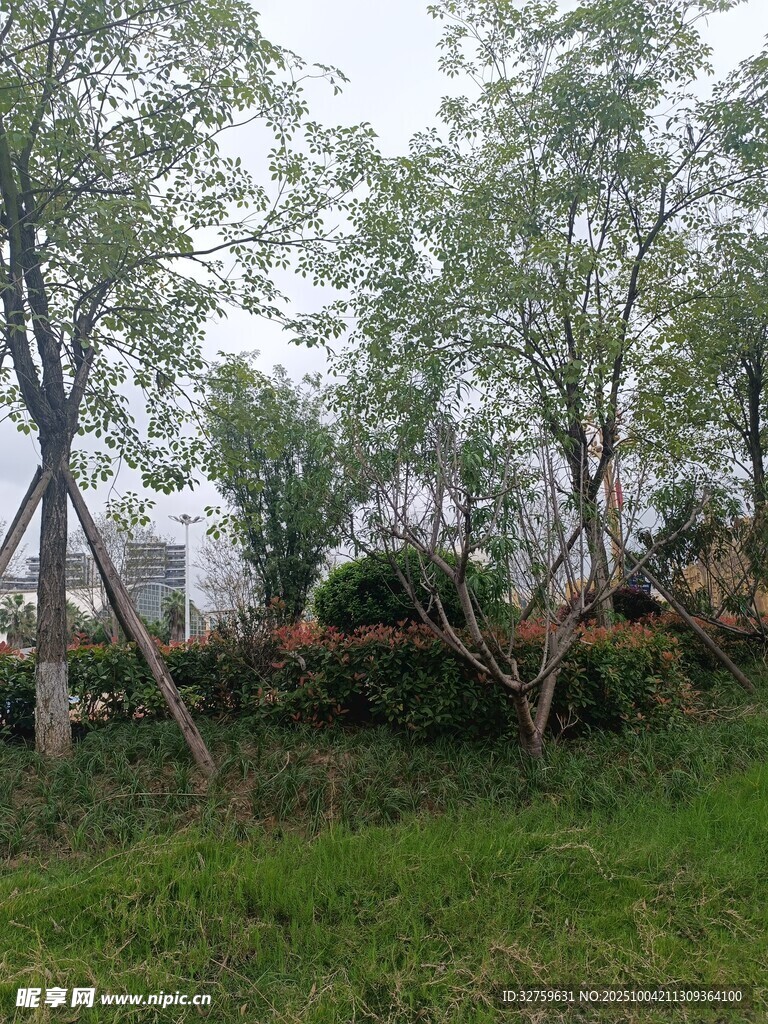 户外绿树草地景观