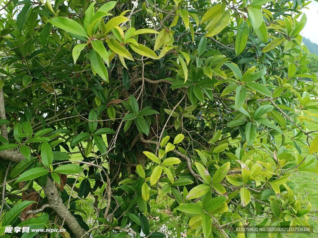繁茂绿叶植物特写