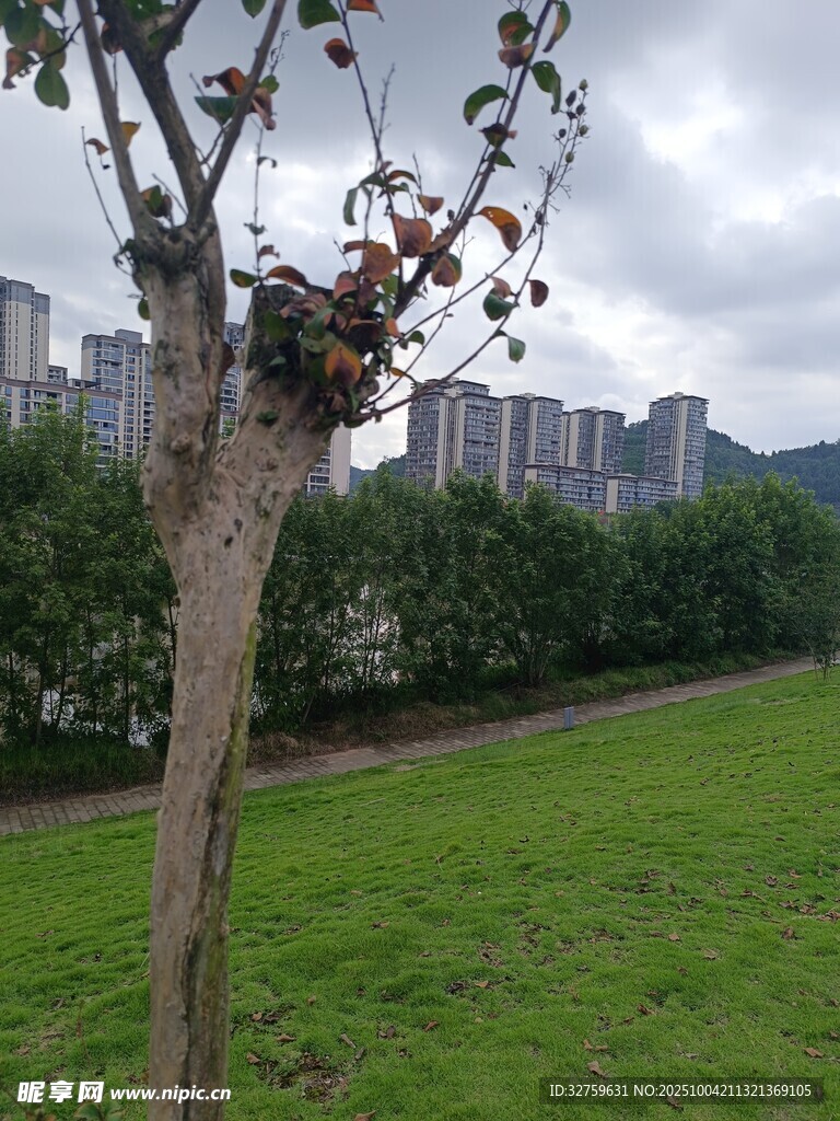 城市草地旁的孤树