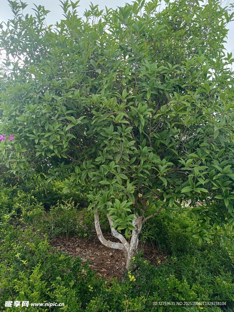 茂盛的果树