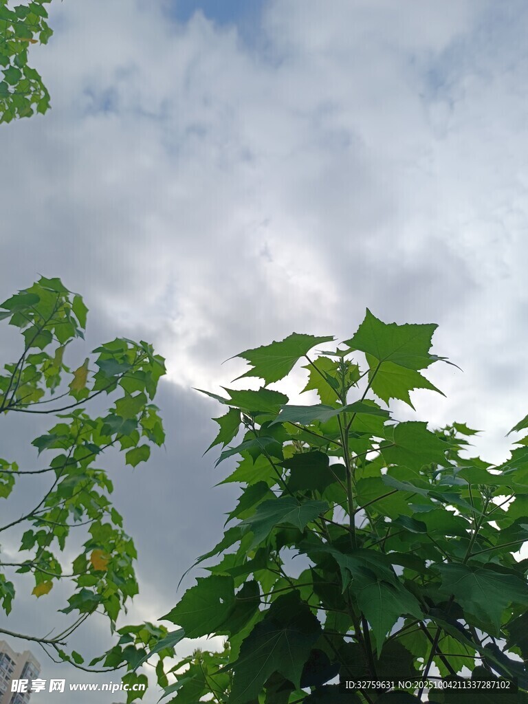 绿叶衬白云的清新景致