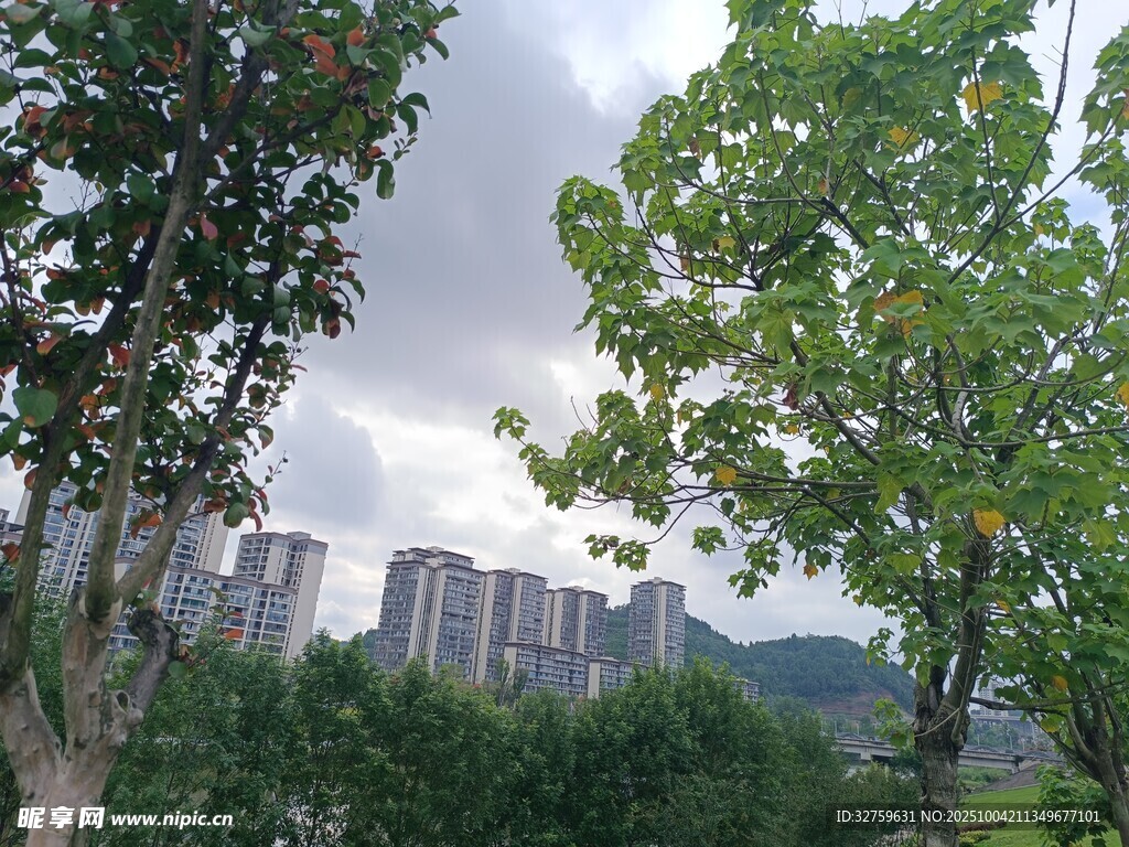 绿树掩映下的城市景观
