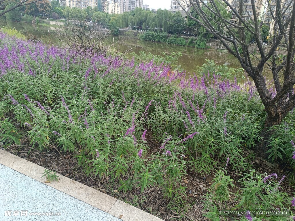 路边绽放的紫色野花景观