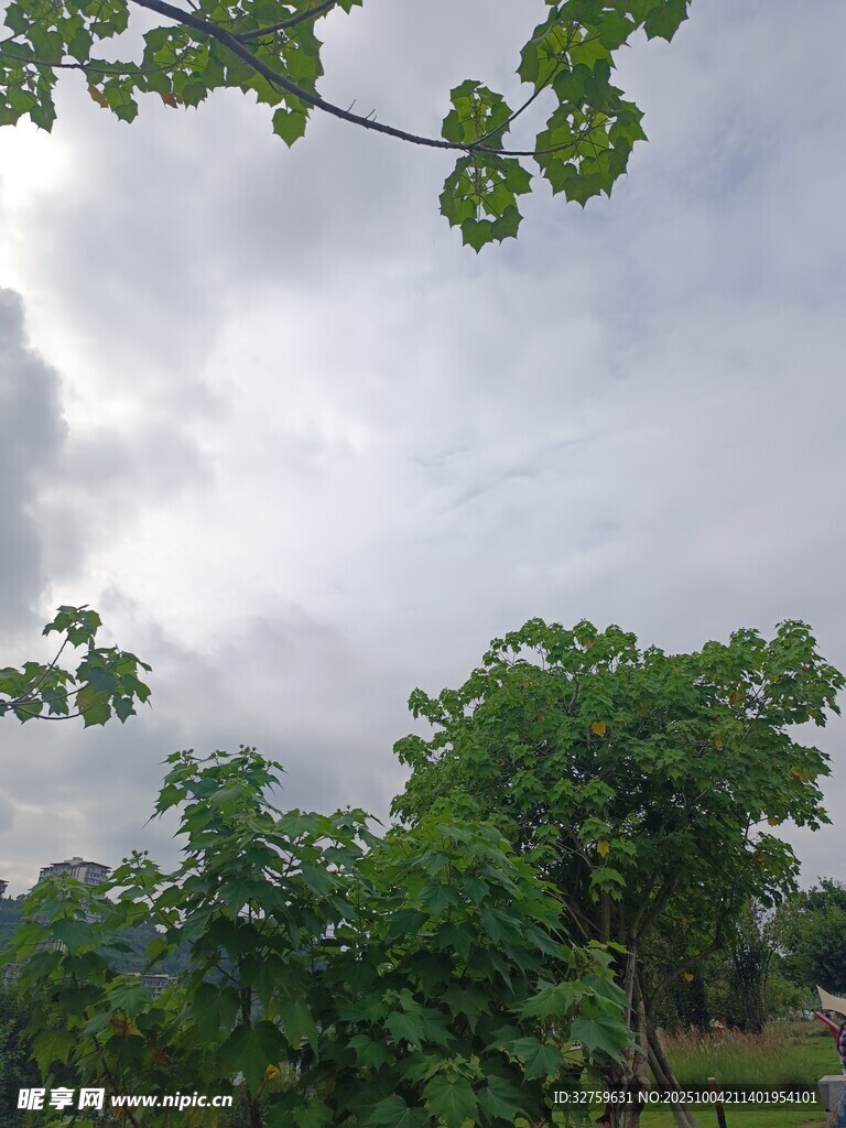 阴天中的葱郁树林