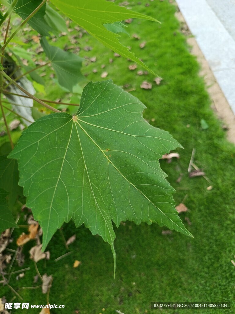 绿叶静卧草地