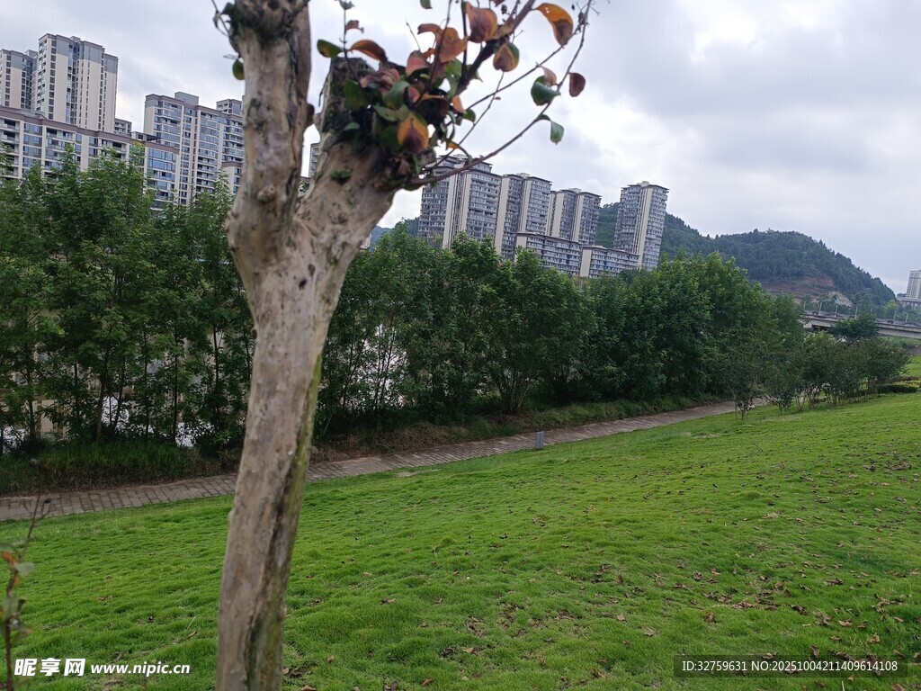 城市边的草地与孤树