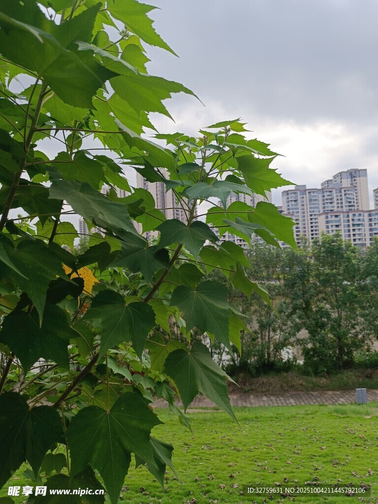 绿叶掩映下的城市景观